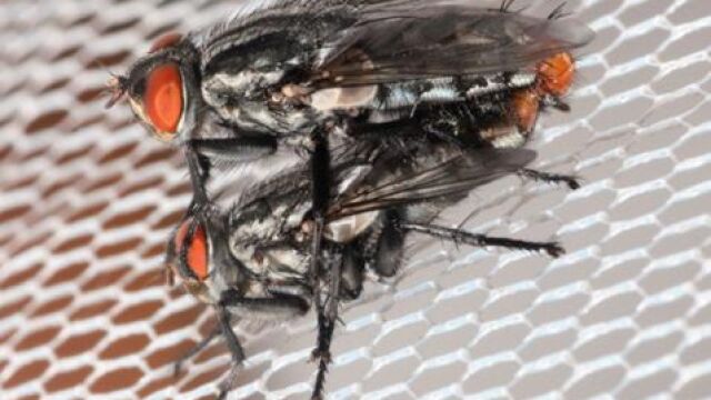Machos y hembras de la mosca Emblemasoma erro son atraídos por los sonidos que emite la cigarra Neotibicen dorsatus para reproducirse