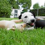 Estas son las dos cachorras víctimas de la explotación e ingesta sistemática de drogas a la que les somete esta «mafia de la mendicidad» / Cipriano Pastrano