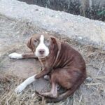 El perro que acompañó al anciano con a alzhéimer / Ayuntamiento de Burriana