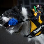 El perro Sky (Cielo) tira de un sensor del chaleco FIDO