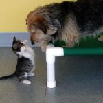 Los nuevos «vecinos no humanos»