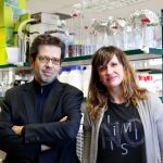 Investigadores del CEU demuestran daño en el cerebro adolescente tras el consumo de dietas grasas