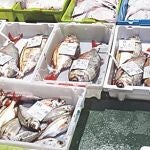 Pescado dispuesto para la subasta