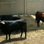 Los toros de Núñez del Cuvillo para su regreso a Pamplona