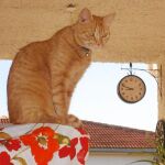 Kika, la gata futbolista