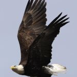 Un ejemplar de águila calva, una de las especies utilizadas en terapias