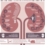 Diseñan una molécula contra la nefropatía diabética