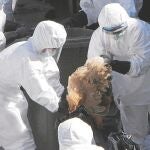 La OMS alerta a Europa ante el riesgo de gripe aviar en personas