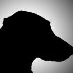 El Código Civil reconoce que todos los animales son seres vivos con sensibilidad