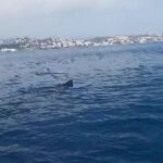 Un tiburón ballena obligó a cerrar la playa de Fuengirola