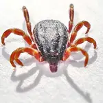 Sobre estas líneas, una garrapata del género Hyalomma.