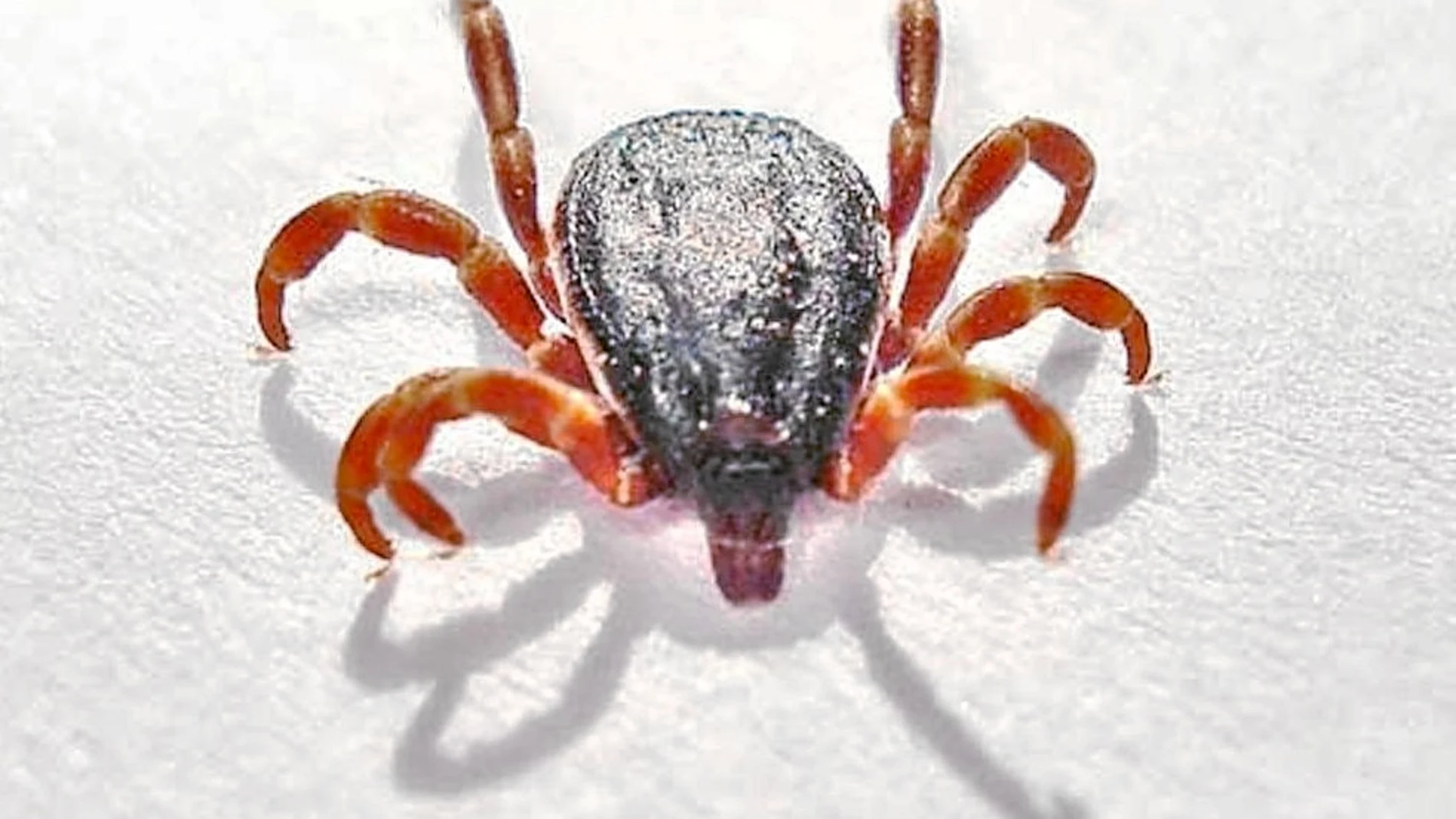 Sobre estas líneas, una garrapata del género Hyalomma.