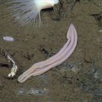 Xenoturbella churro
