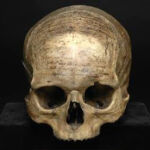 La calavera de Descartes se expone en el Museo del Hombre de París