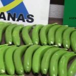 Dos detenidos en Valencia y Málaga por introducir cocaína dentro de bananas