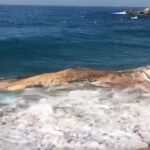 Aparece una ballena muerta en una playa de Lloret