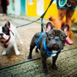 ¿Por qué mi perro tiene miedo a otros perros?