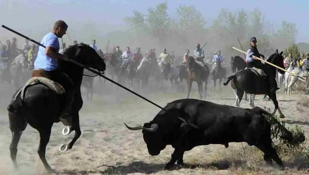 Imagen de archivo del Toro de la Vega.