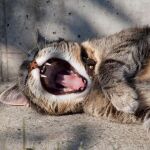 Martina Misar-Tummeltshammer on Unsplash