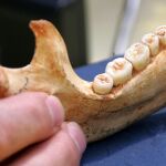 Una mandíbula obtenida en la Sima de los Huesos, en una imagen de archivo