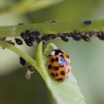 Control ecológico de plagas: adiós a los pesticidas químicos