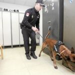 Sam y Duke, dos de los perros de la Unidad de Guías Caninos, en un entrenamiento