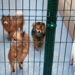 Los animales recorren miles de kilómetros encerrados en camiones en pésimas condiciones