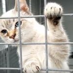 Adopta un gato, no lo compres