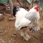El gallo gigante de Facebook