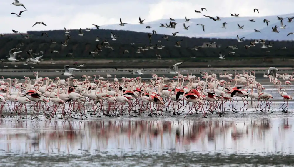 Laguna de Fuente de Piedra / Foto: La Razón