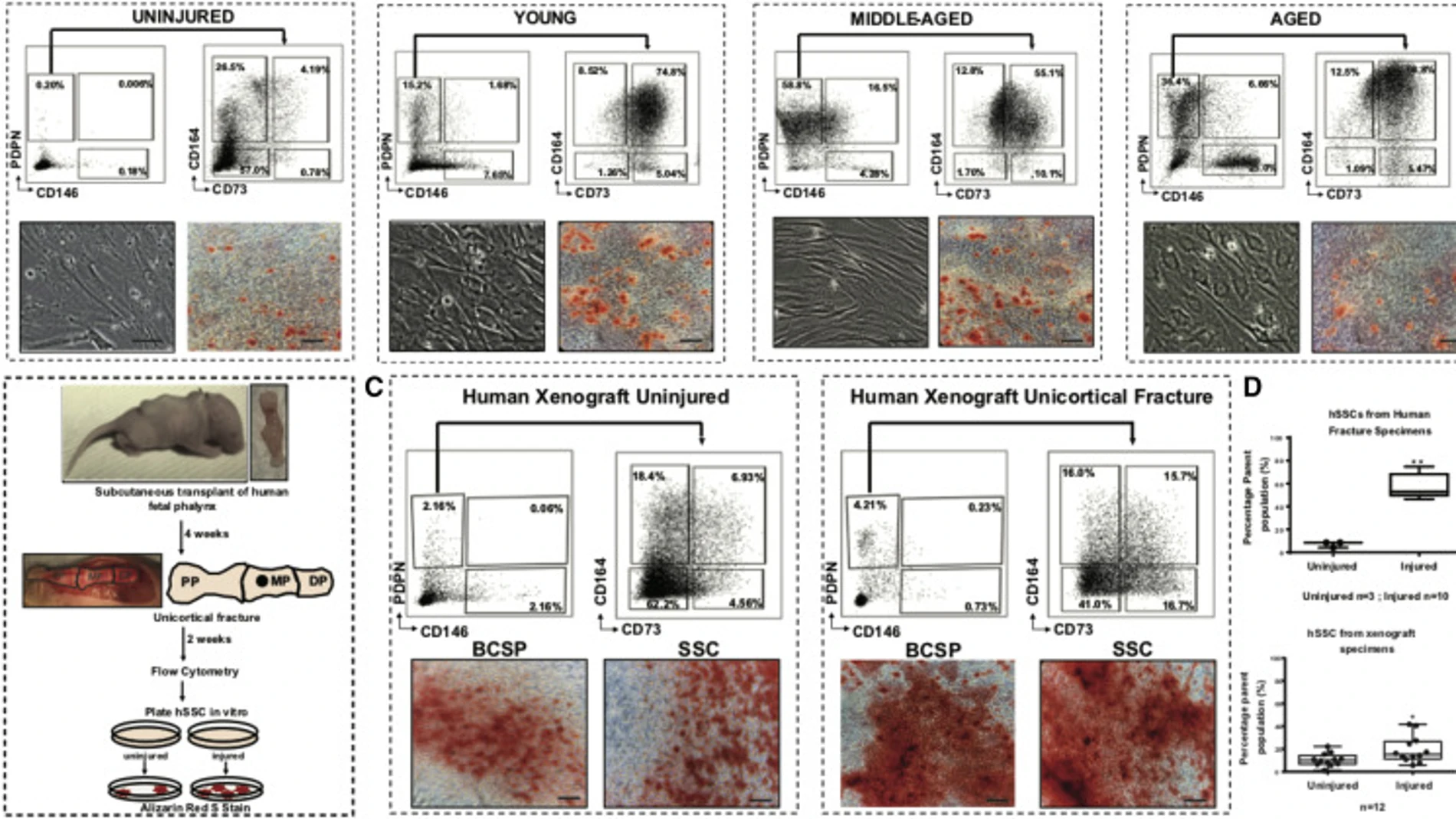 Células madre esqueléticas halladas en la investigación / Cell