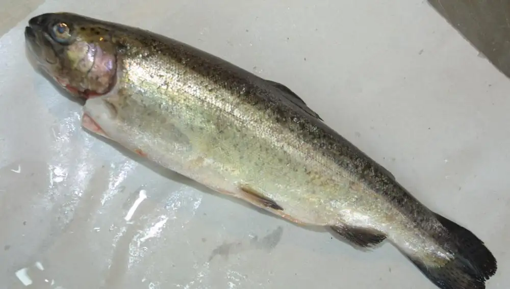 Una trucha extraída de un río