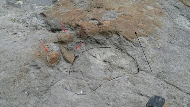Las huellas de dinosaurios saurópodos demuestran el pisoteo del fondo donde vivían los bivalvos de agua dulce, que actualmente se encuentran desplazados (marcados con flechas rojas). Yacimiento de El Talameru en el Cabo Lastres (Asturias)