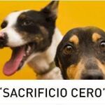 Firma en Change.org para instar al Congreso a elaborar una ley estatal que evite el sacrificio de los animales de compañía