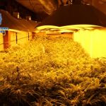 Imagen de una plantación de marihuana descubierta por la Policía el pasado 23 de diciembre