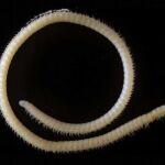 Nueva especie milpiés