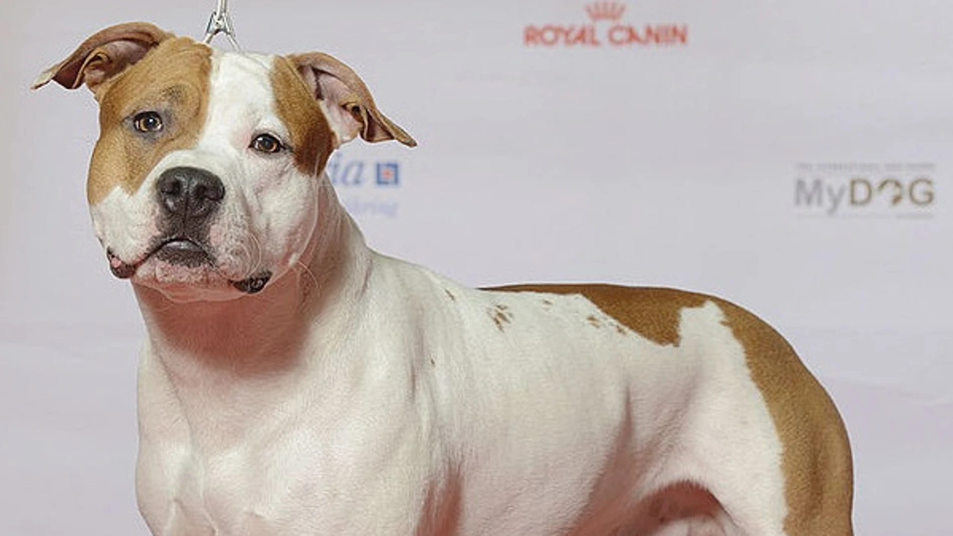 American Staffordshire Terrier