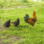 El hombre fue arrestado por su presunta responsabilidad en un delito de maltrato animal / Foto: Gtres