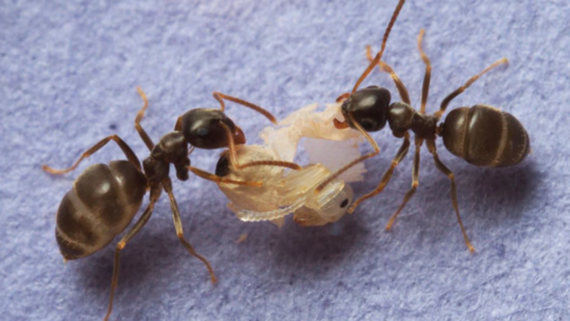 Las hormigas producen ácido fórmico que puede matar el hongo, pero necesitan entrar en el cuerpo de la pupa para que realmente funcione. / Christopher Pull