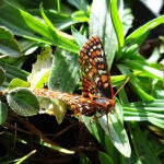Las mariposas Euphydryas editha se hicieron dependientes de una planta que desapareció con la marcha de los humanos. / Michael Singer/SINC