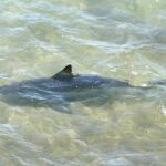 Un tiburón, fotografiado en una playa de Tarragona