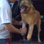La fundación Soi Dog le rescató de la calle