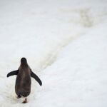 Un pingüino caminando solo en la Antártida / Reuters