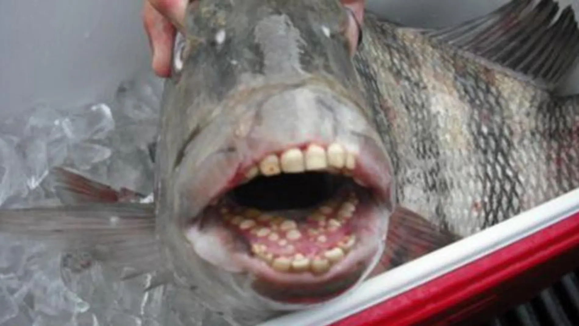 El "pez dentón"viral en las redes