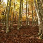 Alertan de la inutilidad de usar los bosques para enfriar el clima