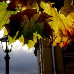 Hojas de árboles en otoño