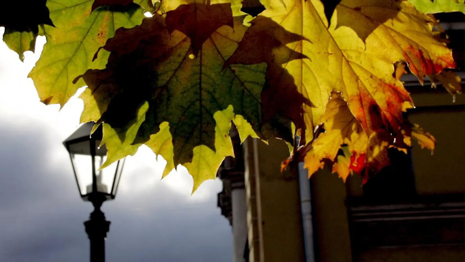 Hojas de árboles en otoño