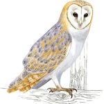 Un ejemplar de lechuza común (Tyto alba), en un dibujo de SEO/BirdLife