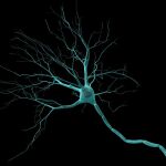 la serotonina es capaz de acelerar el aprendizaje
