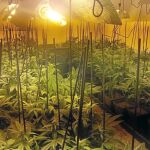 Agentes de la Policía Autonómica registraron un total de seis pisos, e intervinieron un total de 1.888 plantas de marihuana